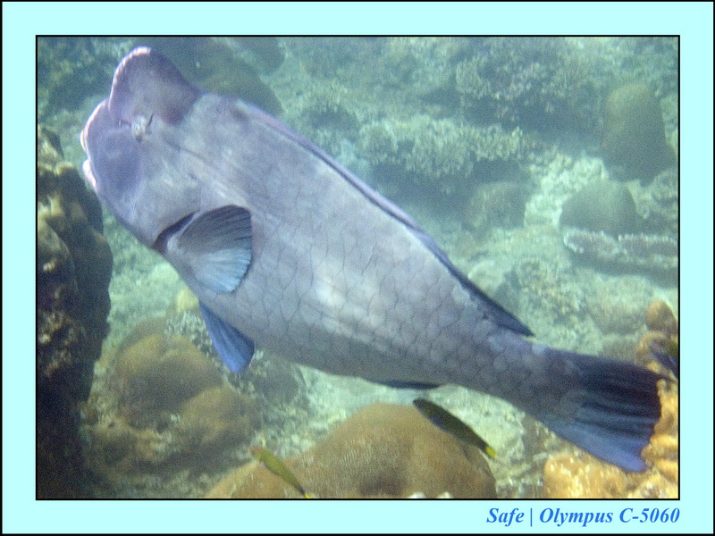 2006 - 07 - Kapas - Plongee N1 - 06